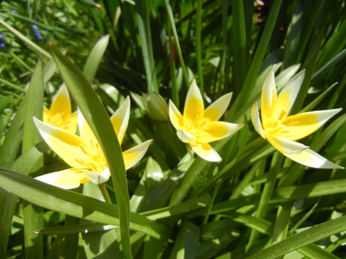 Tulipa Tarda (2013, April 17)