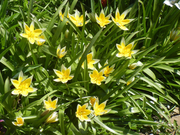 Tulipa Tarda (2013, April 17)