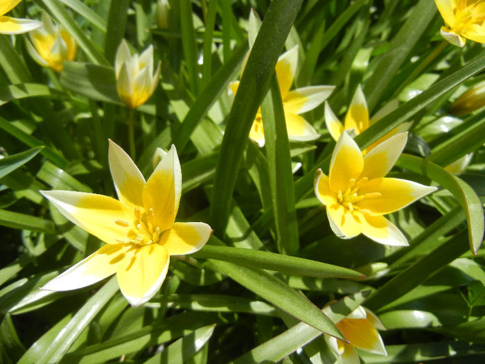 Tulipa Tarda (2013, April 17)