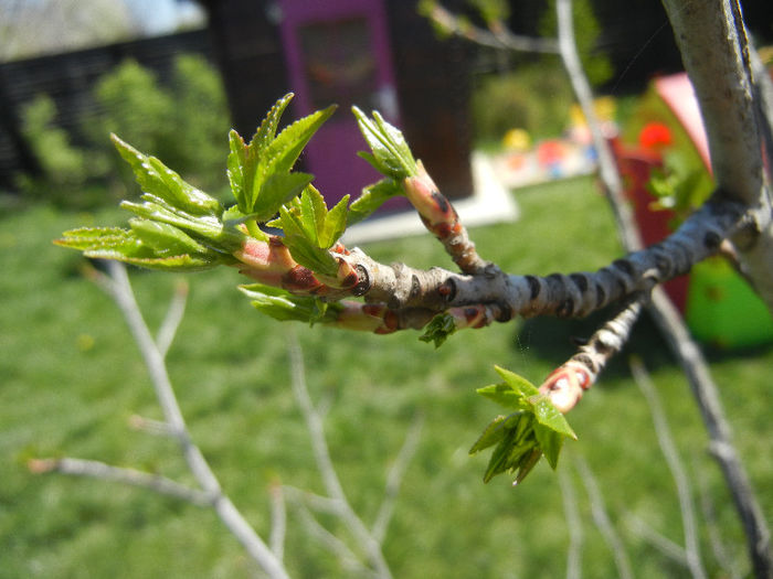 Liquidambar styraciflua (2013, April 17)