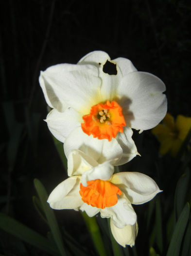 Daffodil Geranium (2013, April 17) - Narcissus Geranium