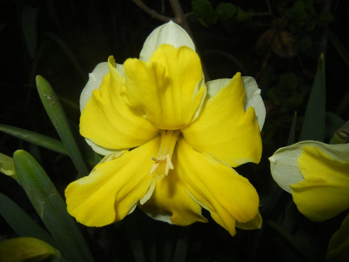 Daffodil Cassata (2013, April 17) - Narcissus Cassata