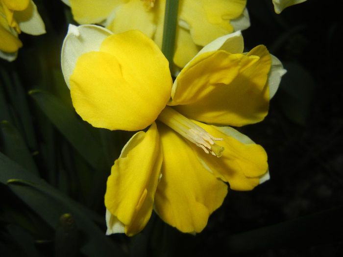 Narcissus Cassata (2013, April 17) - Narcissus Cassata