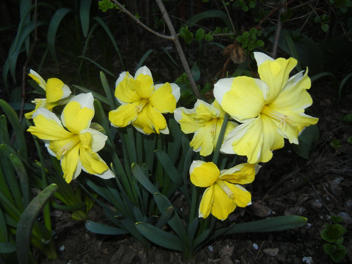 Narcissus Cassata (2013, April 17) - Narcissus Cassata