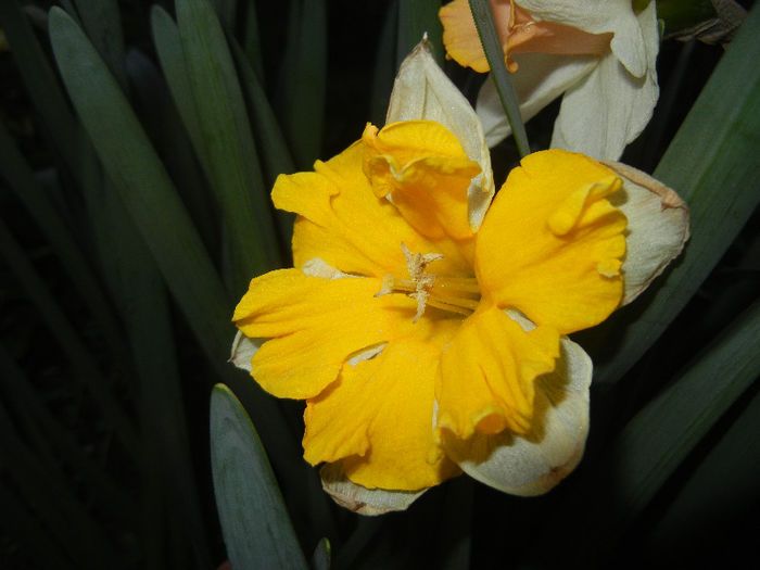 Narcissus Sovereign (2013, April 17) - Narcissus Sovereign