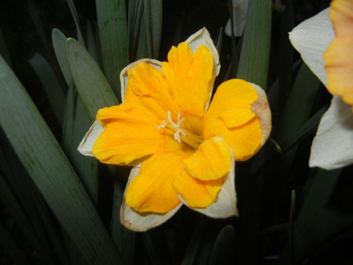 Narcissus Sovereign (2013, April 17)