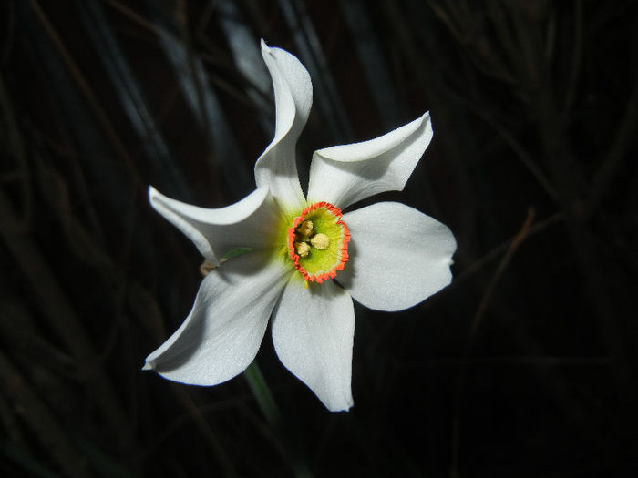 Narcissus Pheasants Eye (2013, April 17)