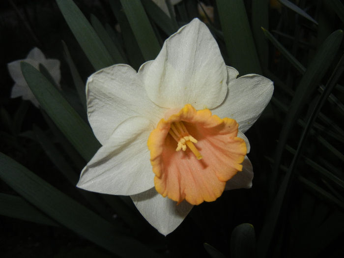 Narcissus Salome (2013, April 17)