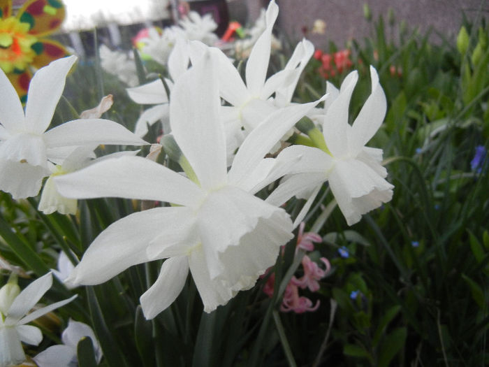 Narcissus Thalia (2013, April 17)