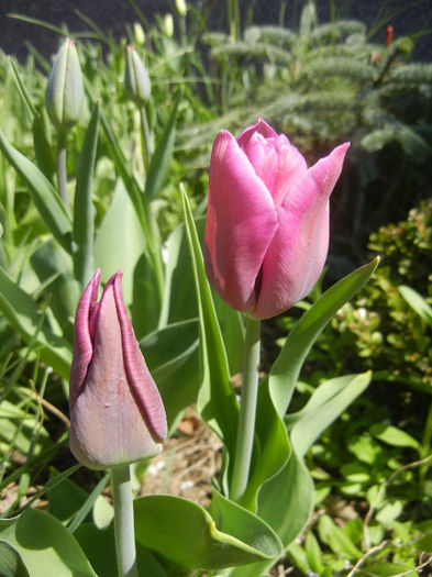 Tulipa Maytime (2013, April 17)
