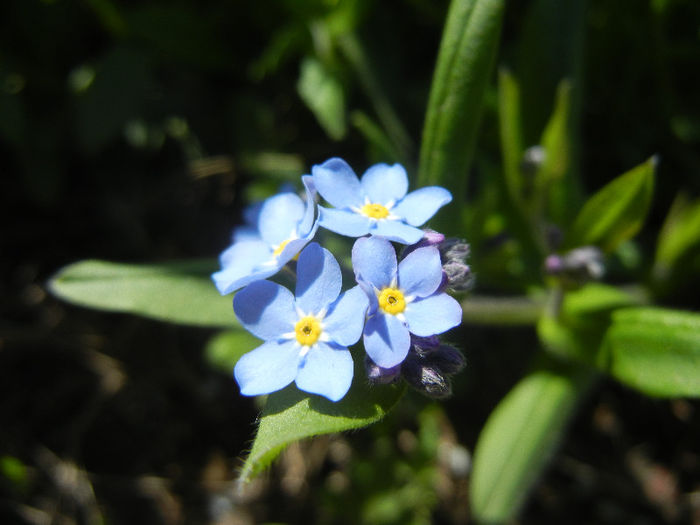 Myosotis alpestris (2013, April 17) - MYOSOTIS Alpestris