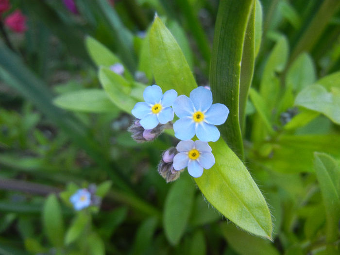 Myosotis alpestris (2013, April 17) - MYOSOTIS Alpestris