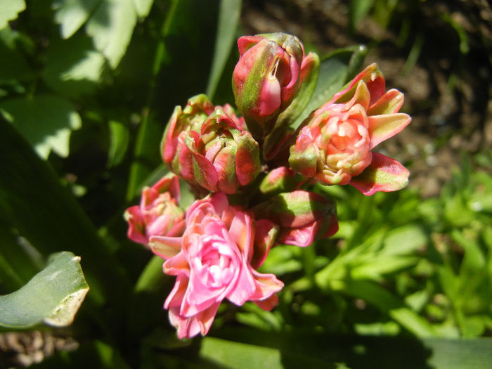 Hyacinth Eros (2013, April 17) Hyacinth Eros (2013, April 17)