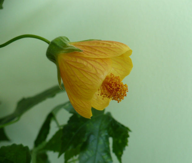 P1420900 - Abutiloni 2013