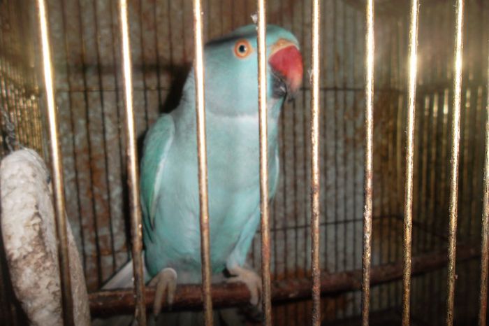 SAM_8762 - Papagalul meu