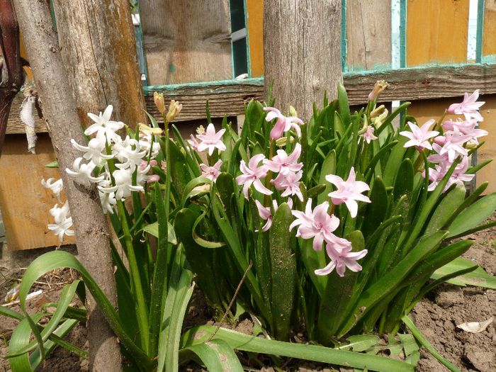 P1150324 - Narcissus si Hyacinthus