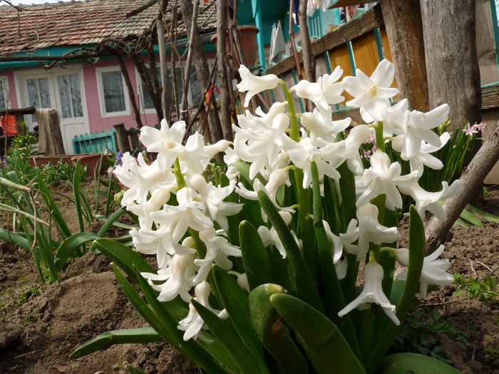 P1150327 - Narcissus si Hyacinthus