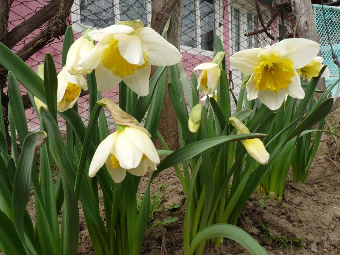 P1150334 - Narcissus si Hyacinthus