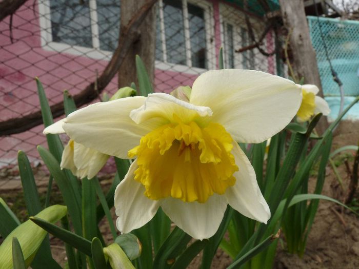 P1150335 - Narcissus si Hyacinthus