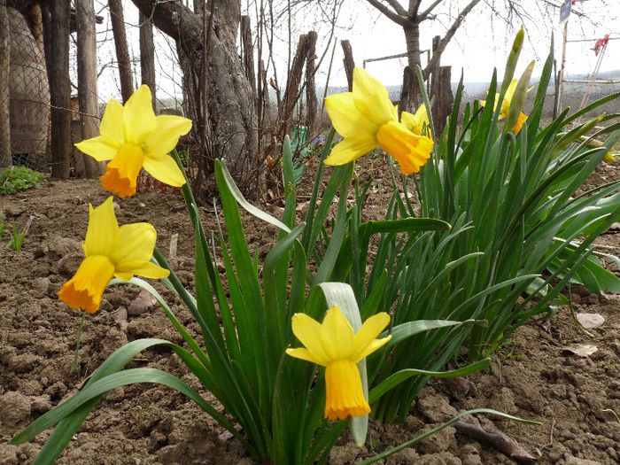 P1150336 - Narcissus si Hyacinthus