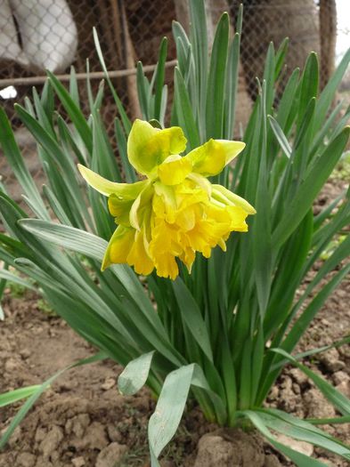 P1150337 - Narcissus si Hyacinthus