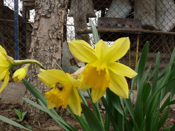 P1150338 - Narcissus si Hyacinthus