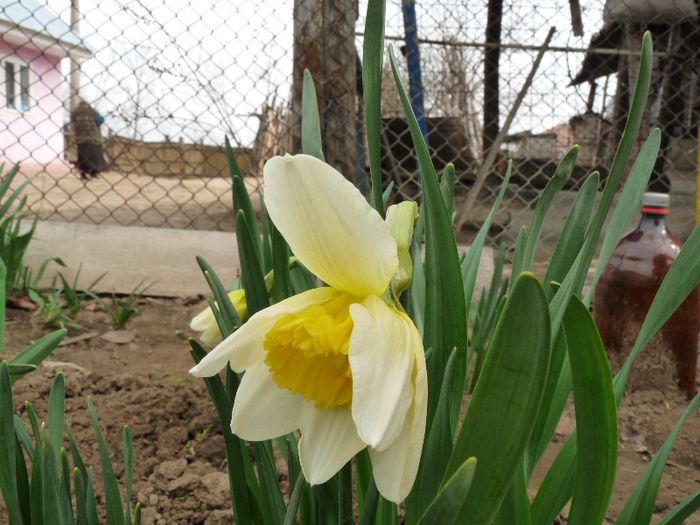 P1150339 - Narcissus si Hyacinthus