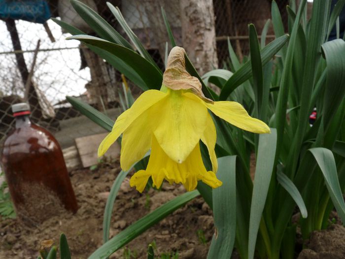P1150340 - Narcissus si Hyacinthus