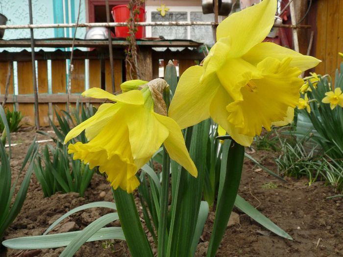 P1150341 - Narcissus si Hyacinthus