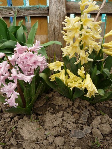 P1150342 - Narcissus si Hyacinthus