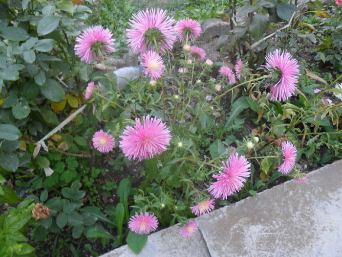 ochiul bolui ciufulit; planta de talie mica
