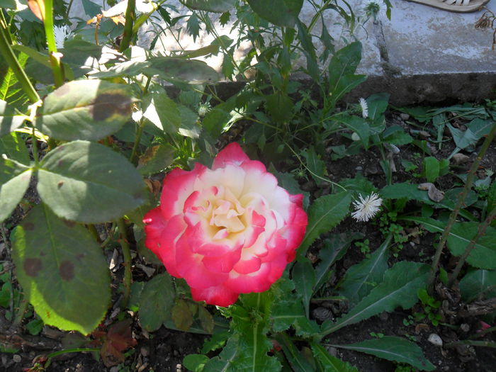 trandafir in trei culori - crizanteme din gradina mea 2012