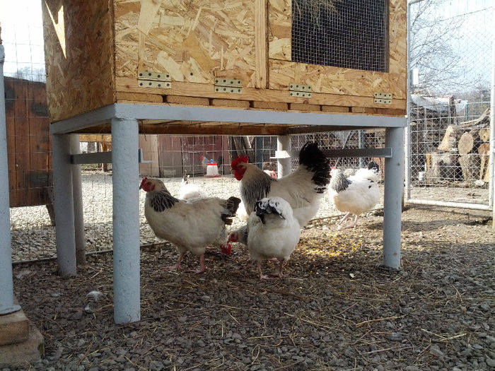 SAMSUNG G NEXUX 2976