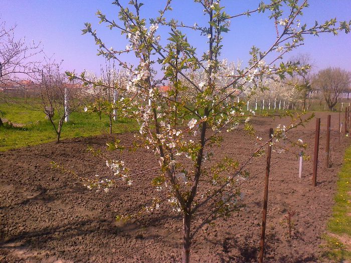 Cires inflorit - Pomi fructiferi