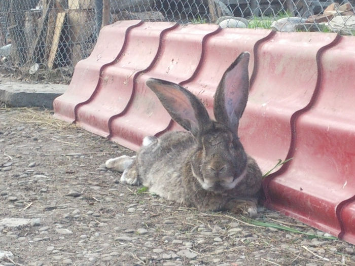 SAMSUNG G NEXUX 3144 - AA MASCUL 1