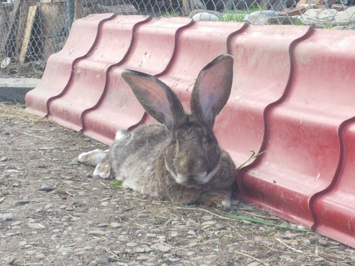 SAMSUNG G NEXUX 3146 - AA MASCUL 1