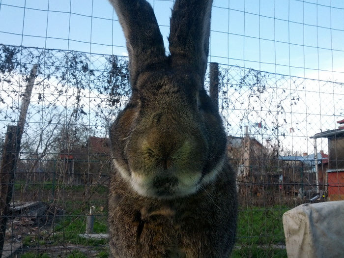 SAMSUNG G NEXUX 3174