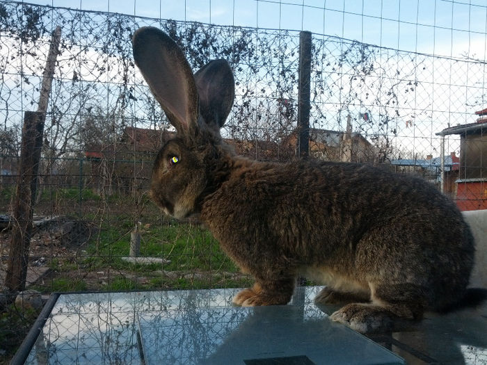 SAMSUNG G NEXUX 3170