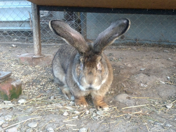 SAMSUNG G NEXUX 3152 - AA MASCUL 2