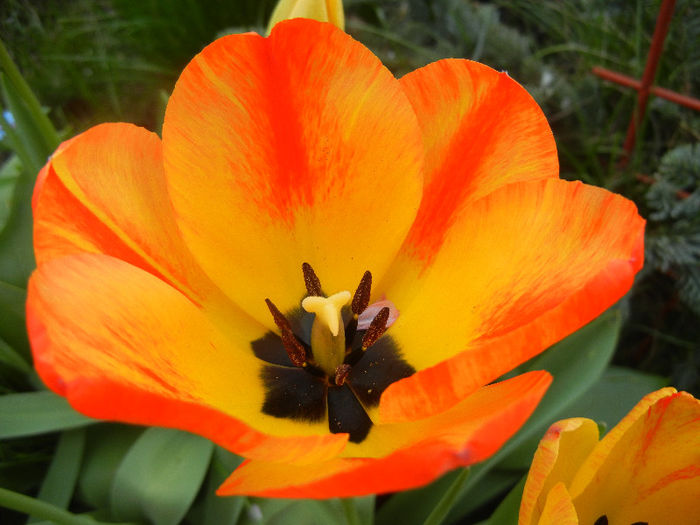 Tulipa Orange Bowl (2013, April 18) - Tulipa Orange Bowl