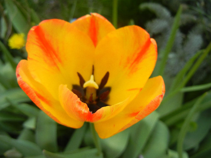 Tulipa Orange Bowl (2013, April 18)