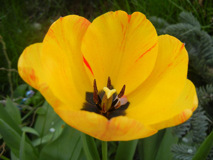 Tulipa Orange Bowl (2013, April 18)