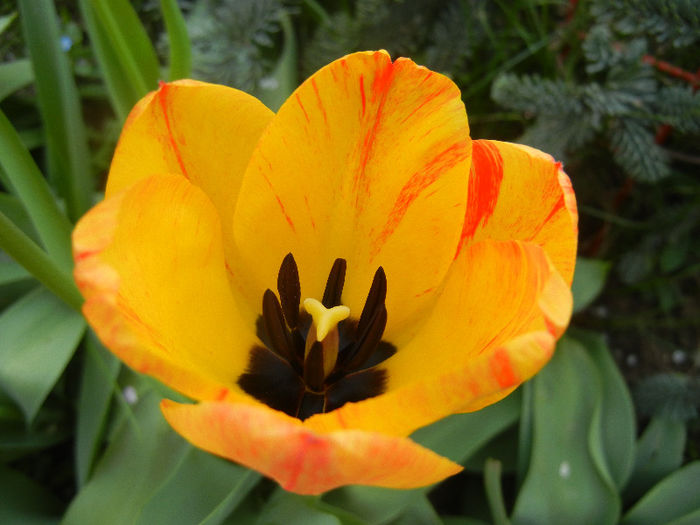 Tulipa Orange Bowl (2013, April 18) - Tulipa Orange Bowl