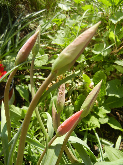Tulipa Peppermint Stick (2013, April 18) - Tulipa Peppermint Stick