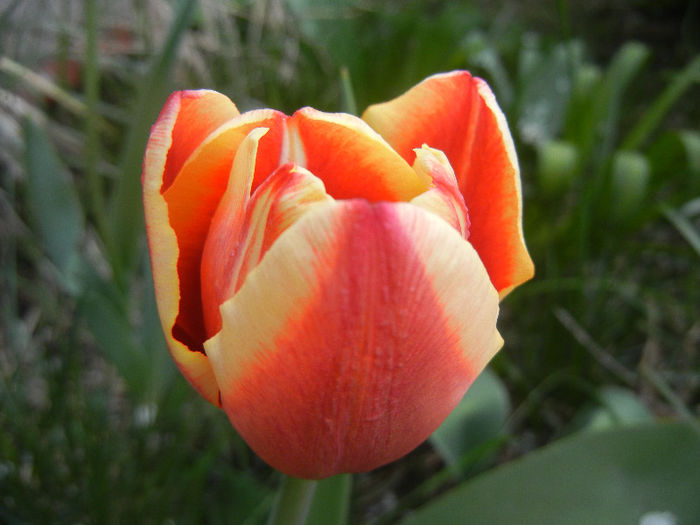 Tulipa Leen van der Mark (2013, April 18) - Tulipa Leen van der Mark