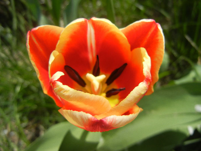 Tulipa Leen van der Mark (2013, April 18)