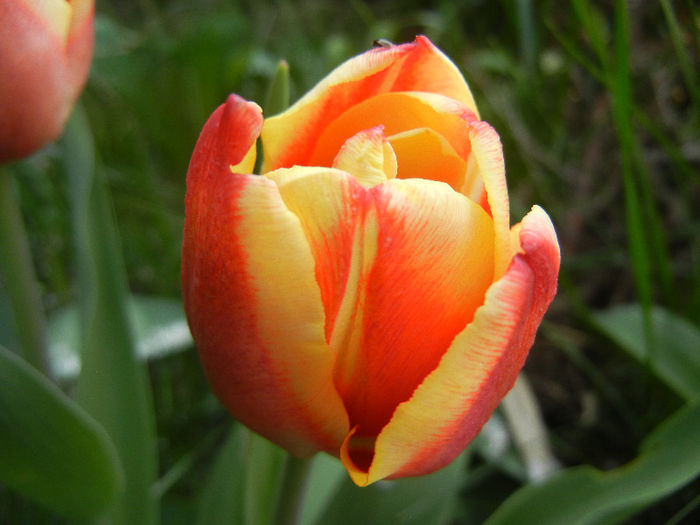 Tulipa Leen van der Mark (2013, April 18)