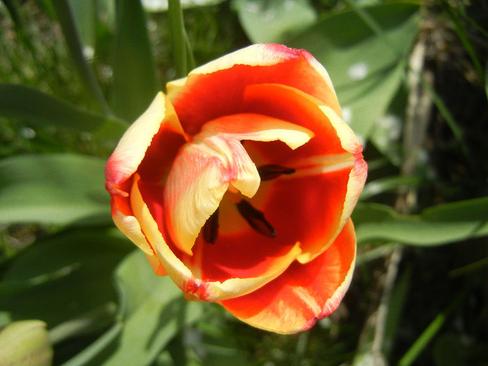 Tulipa Leen van der Mark (2013, April 18)