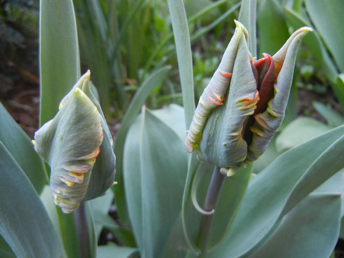 Tulipa Parrot (2013, April 17)