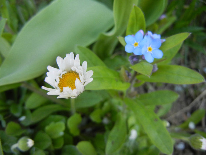 Bellis & Myosotis (2013, April 17)